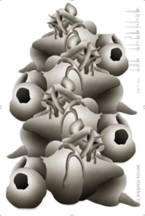 헤르니아 때깔 나무